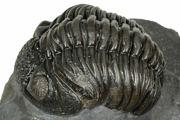 Detailed Pedinopariops Trilobite - Mrakib, Morocco #348139